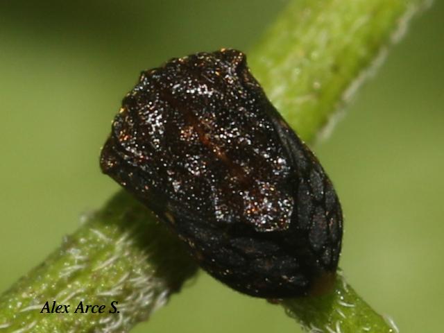 Bolbonota tuberculata (Espinita)