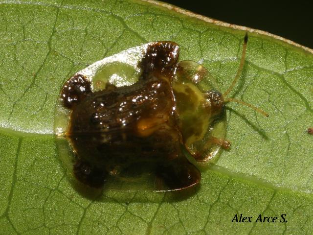 Helocassis clavata