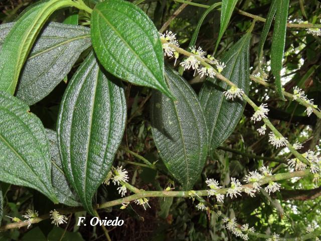 Henriettea tuberculosa