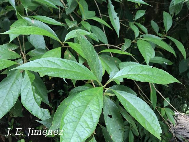 Koanophyllon pittieri