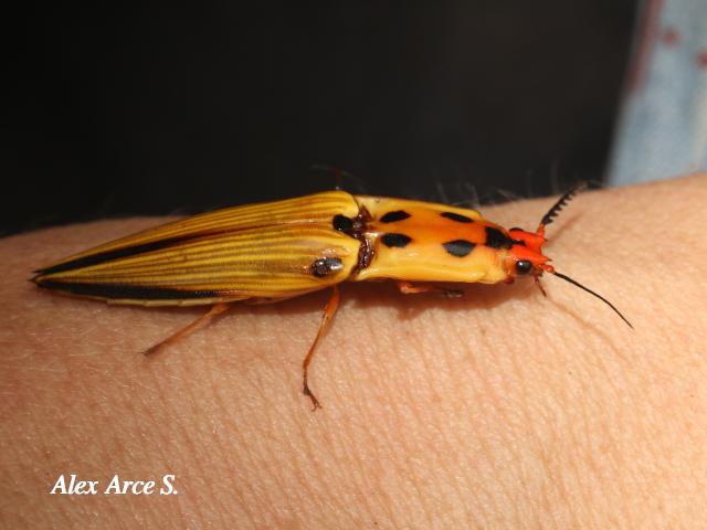 Semiotus lafertei (Cocuyo)