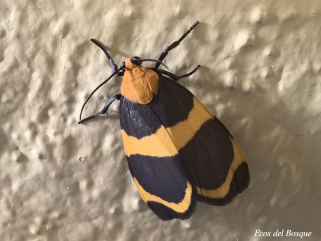Eudesmia menea