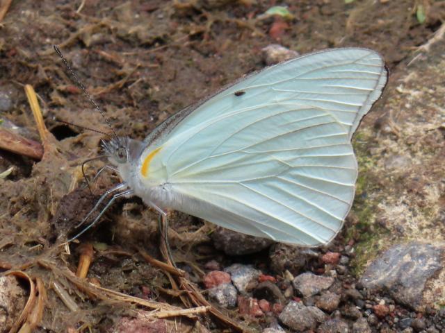 Glutophrissa drusilla