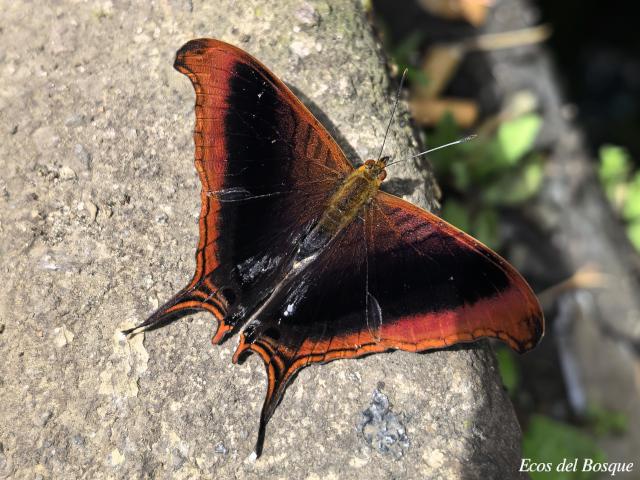 Marpesia zerynthia 