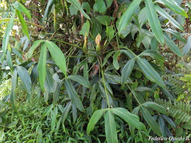 Philodendron anisotomum