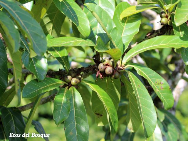 Ficus cahuitensis