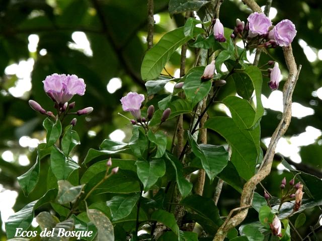 Maripa nicaraguensis