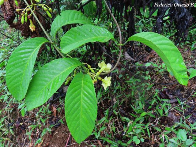 Odontadenia semidigyna