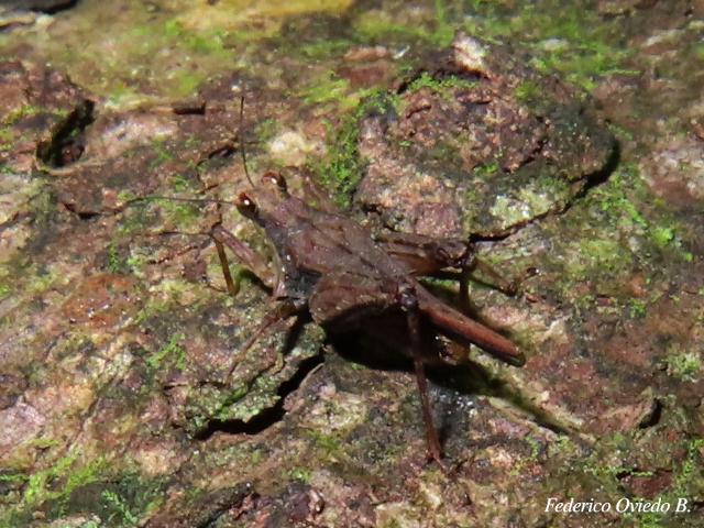 Otumba dentata