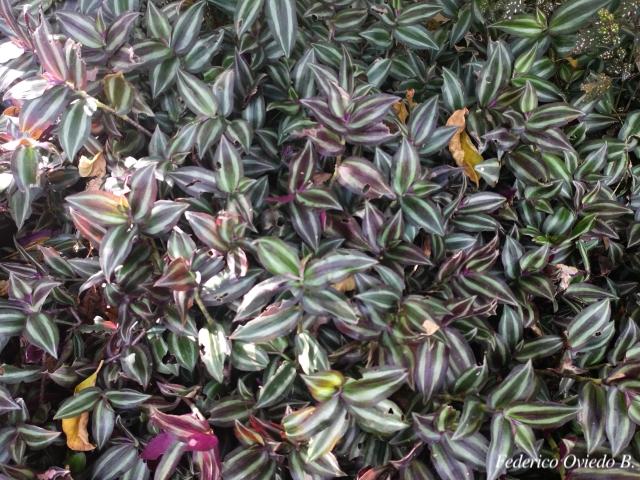 Tradescantia zebrina