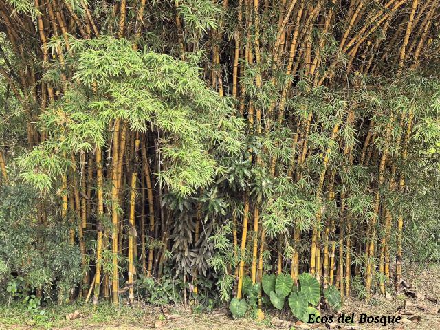 Bambusa vulgaris (Bambú)