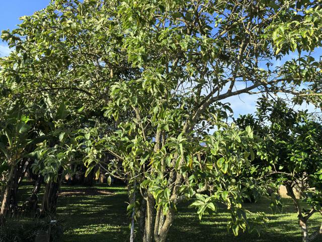 Iochroma arborescens