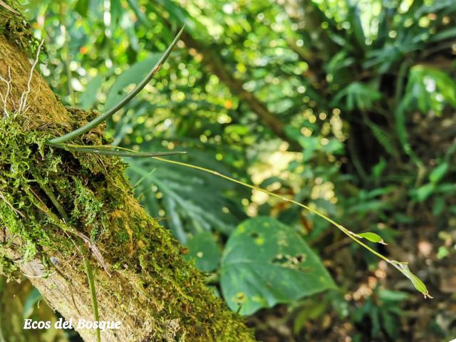 Oncidium cebolleta
