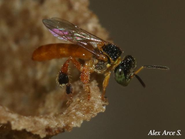 Tetragonisca angustula (Mariolas)