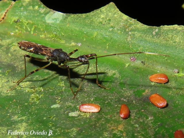 Myodocha unispinosa (Chinche de semillas)