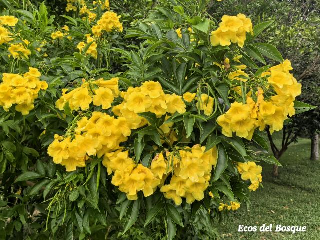 Tecoma stans (Carboncillo, Vainilla, Vainillo)