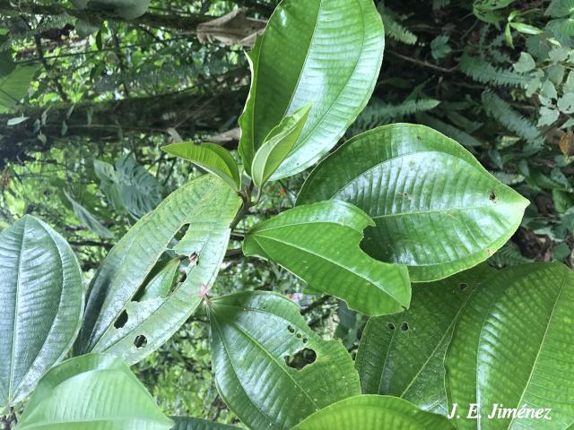 Conostegia macrantha (Uña de gato)