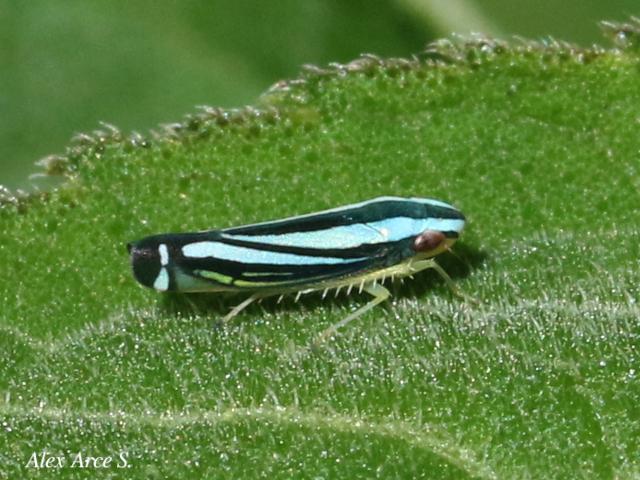 Fusigonalia lativittata