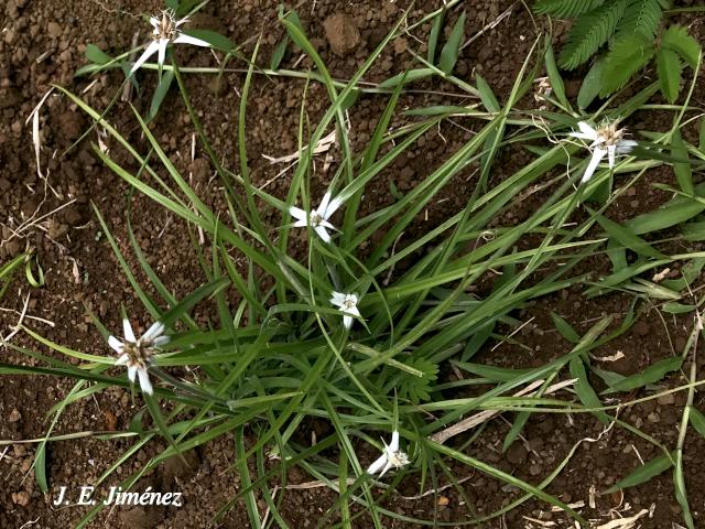 Rhynchospora nervosa (Cuita de soncho)