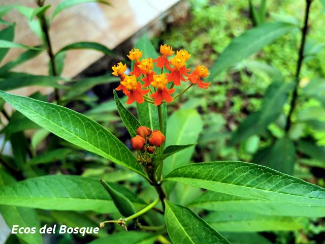 Asclepias curassavica (Viborana)