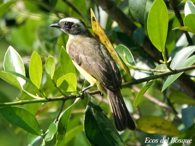 Myiozetetes similis