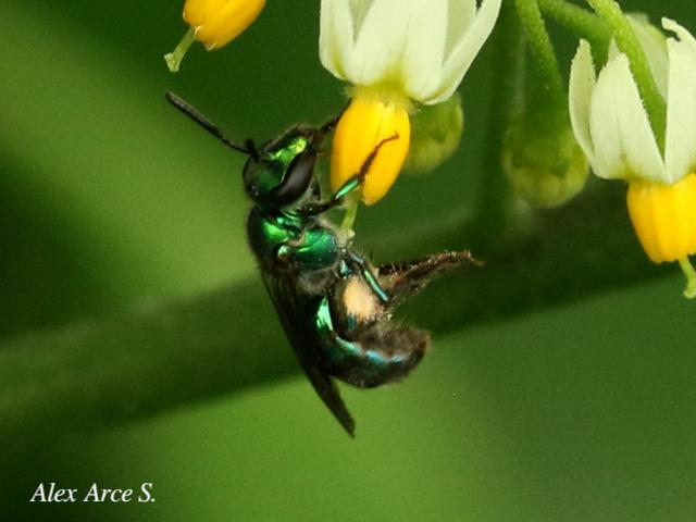 Augochlora sp1 