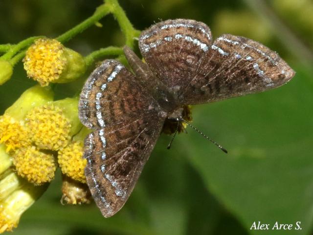 Calephelis velutina