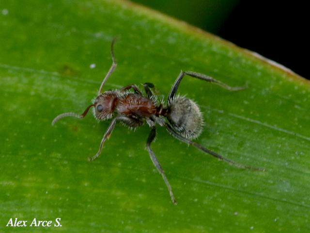 Camponotus planatus