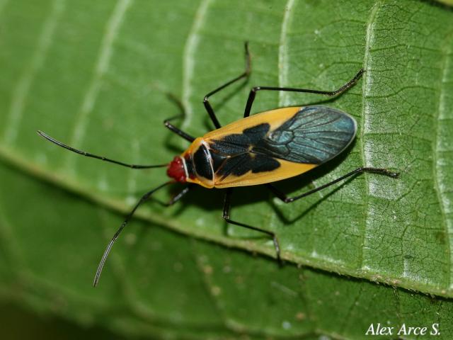 Dysdercus obscuratus (Chinche oscura del algodón)