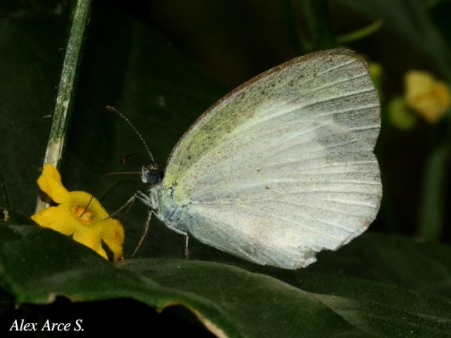 Eurema daira