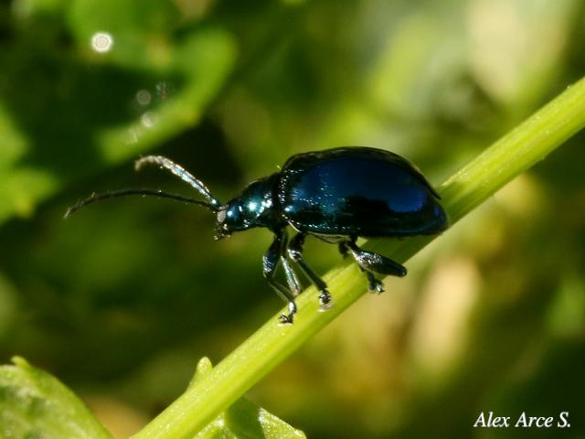 Macrohaltica jamaicensis