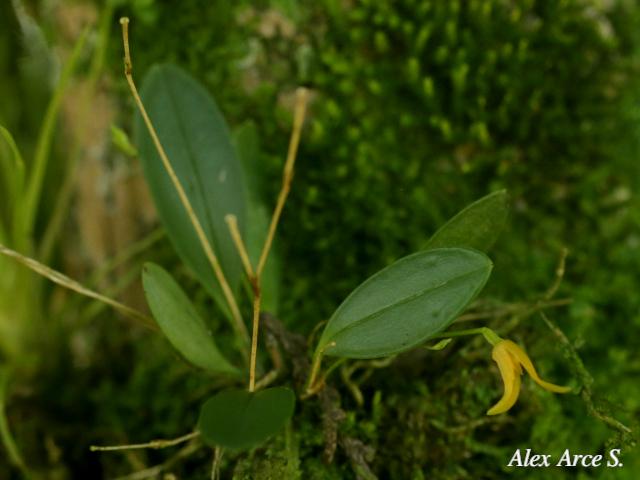 Specklinia corniculata