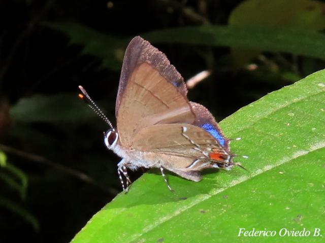 Arumecla galliena