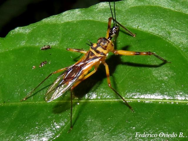 Corcia costaricensis
