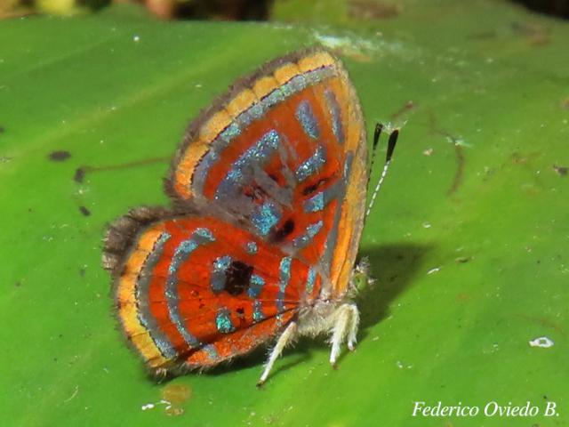 Sarota acantus