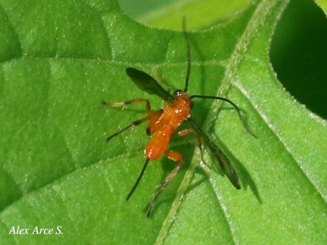 Alabagrus sp