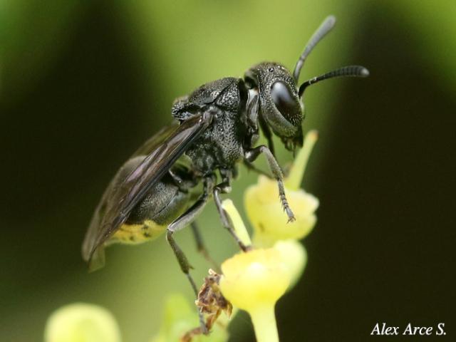 Brachygastra augusti