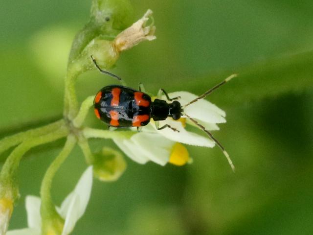 Diabrotica trifasciata