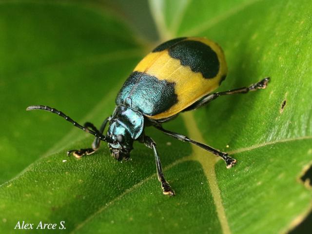 Monocesta ducalis