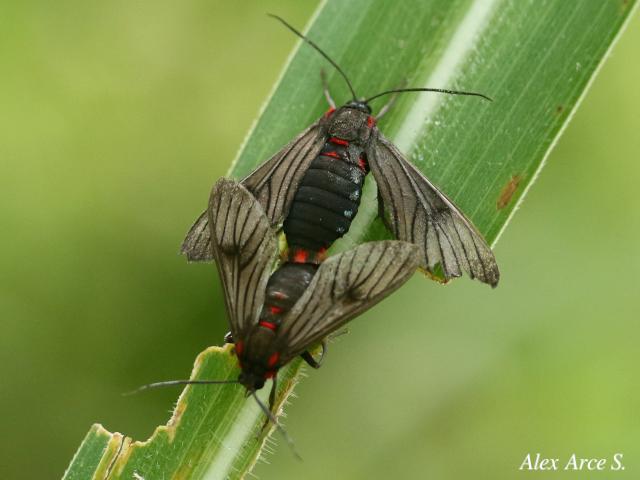 Saurita nigripalpia