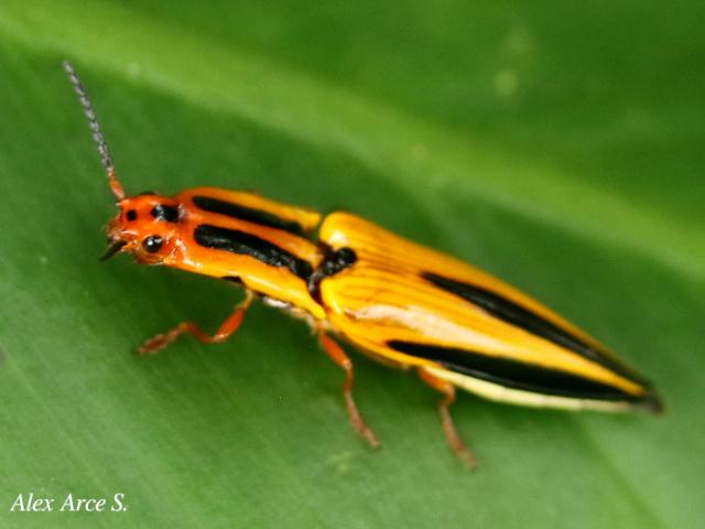 Semiotus lafertei (Cocuyo)