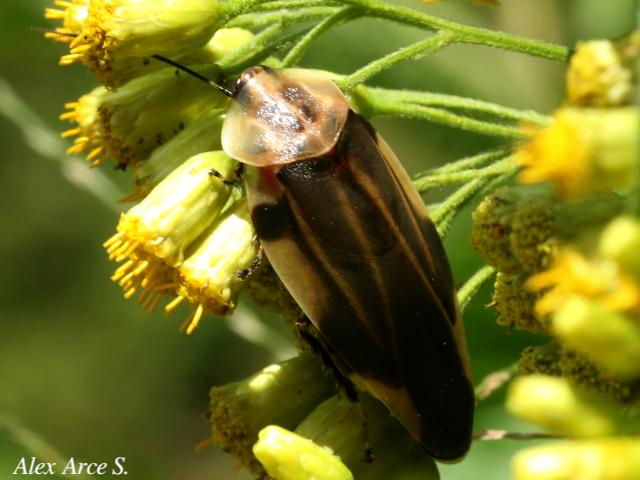 Achroblatta luteola