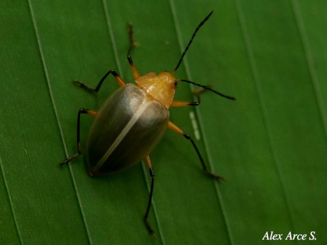 Ellipticus duponcheli