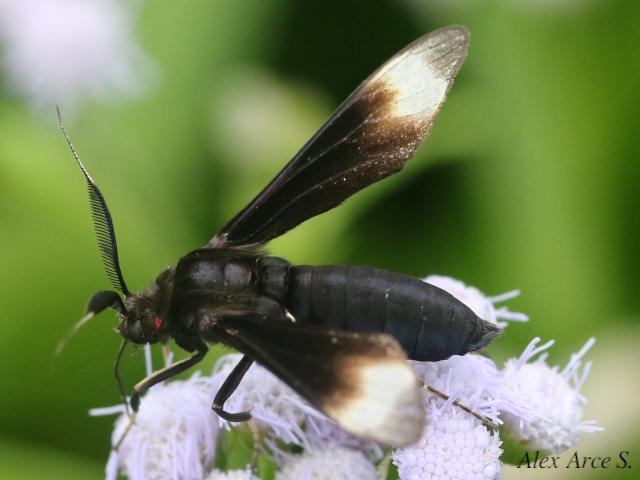 Anycles anthracina
