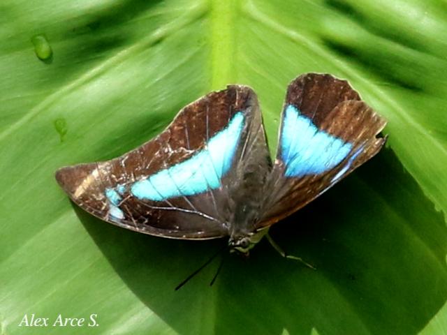 Archaeoprepona demophon
