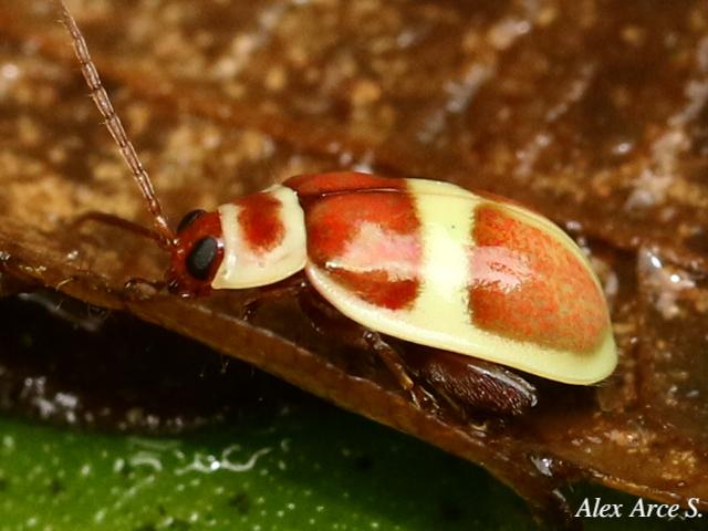 Asphaera discicollis