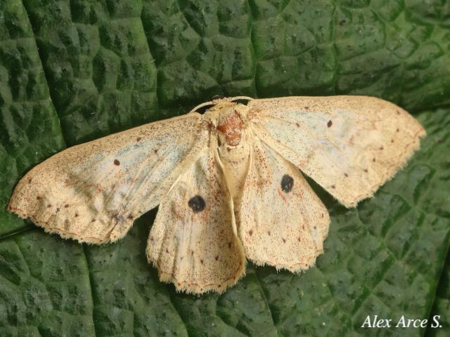 Cyclophora raspata
