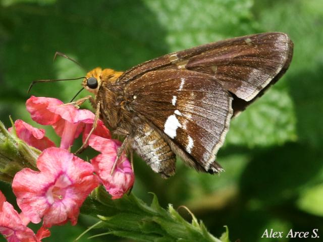 Epargyreus cruza