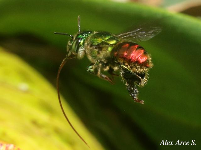 Euglossa ignita