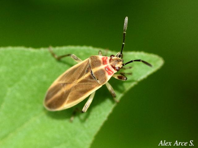 Ochrimnus pallescens